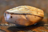 AA 2  Grouping of 4 Ancient Agates